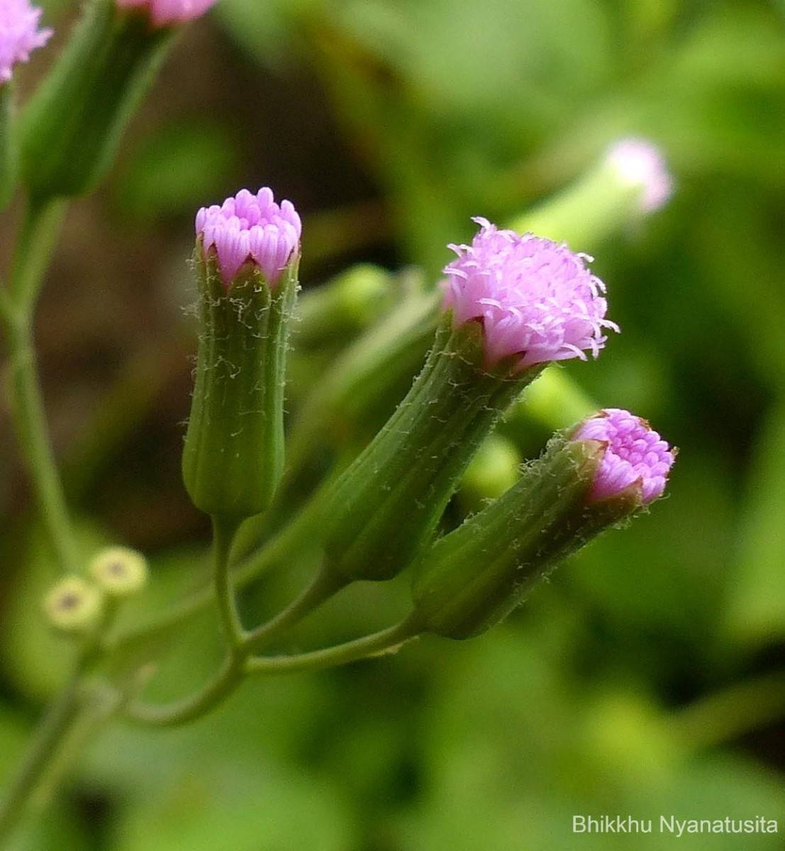 Emilia sonchifolia (L.) DC.